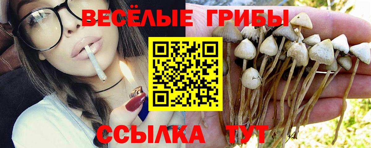 Галлюциногенные грибы Psilocybe  Галлюциногенные грибы мицелий  Кольчугино  Вход с VPN 